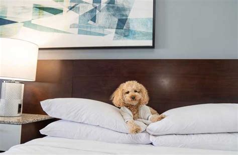 is the marriott pet friendly|Pet Friendly Marriott Hotels – A Guide To Marriott Hotels’ Pet .